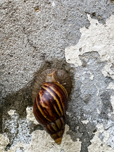 Brown snail crawling, white old wall, daytime