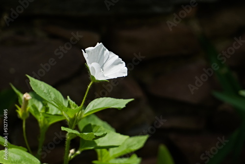 Close-up of a Tree Mallow or White Beauty under the sunlight .Scientific name Lavatera olbia