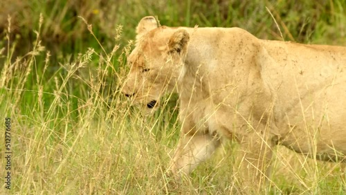A lioness lazily strolls across the African savannah after a hearty meal.