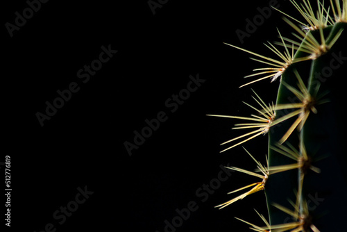 cactus thorn close-up, abstract background