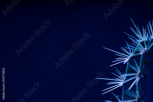 cactus thorn close-up, abstract background