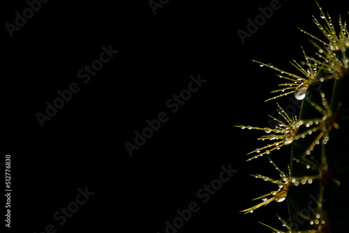 cactus thorn close-up, abstract background