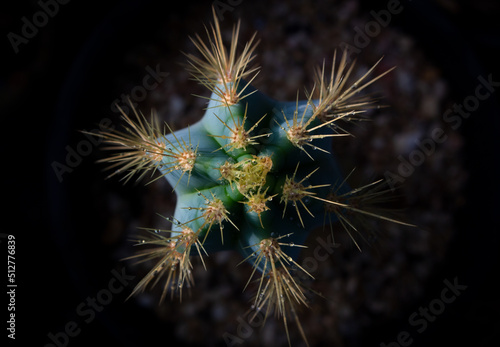 cactus thorn close-up, abstract background