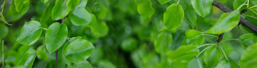 Obraz premium Panoramic background with fresh young foliage of the pear tree.