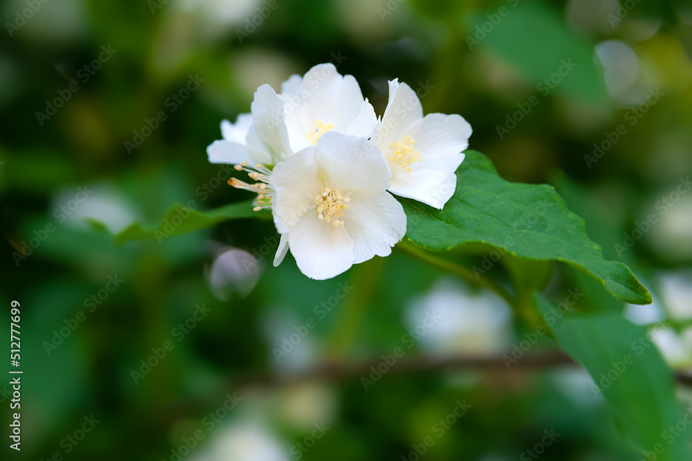 Jasmine flowers. White fragrant blooming jasmine in the garden. Natural background. Selective soft focus. Jasmine flowers. White fragrant blooming jasmine in the garden. Natural background. Selective soft focus.