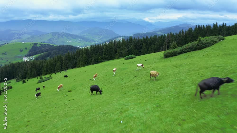Aerial shot of cows grazing in high plateau meadows. FPV drone shot.4K