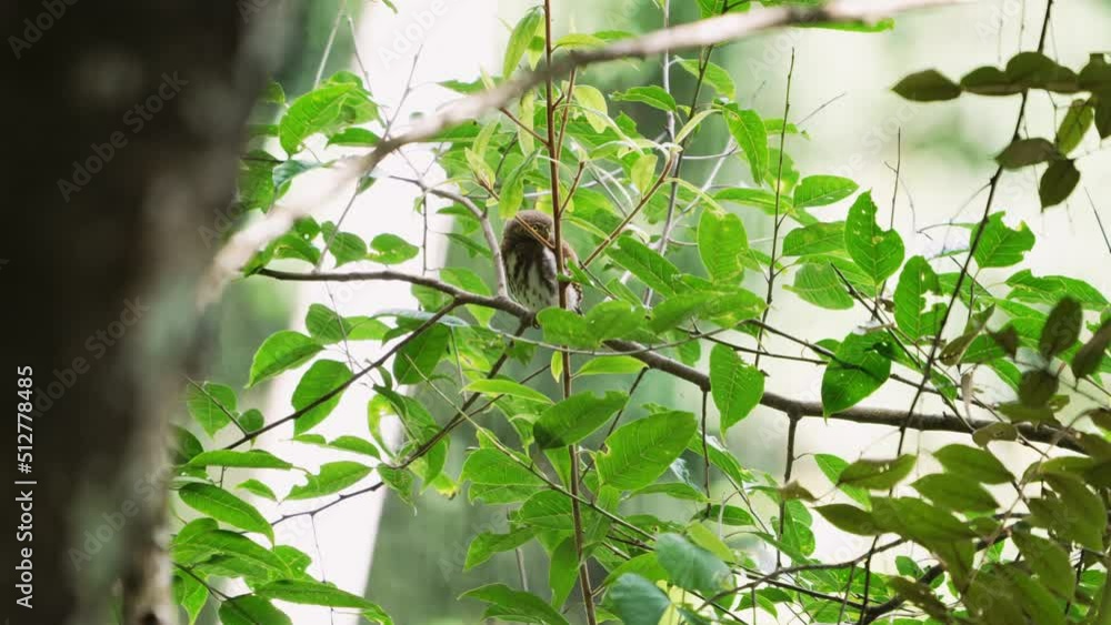 Collared Owlet Stays Hidden while Perching on Tree Branch Collared Owlet Stays Hidden while Perching on Tree Branch