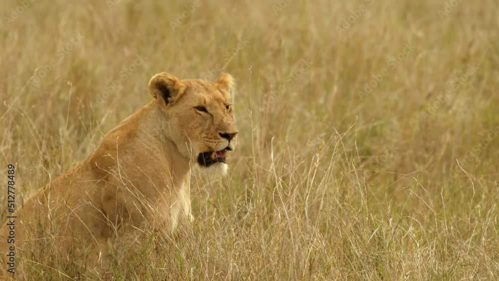 A lioness tired of Zara panting in the grass of a wild savannah in the Serengeti National Park, Tanzania