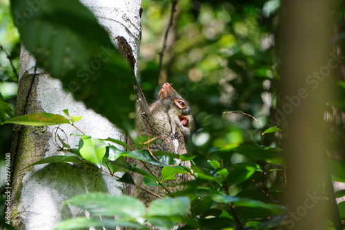 Sunda flying lemur photo