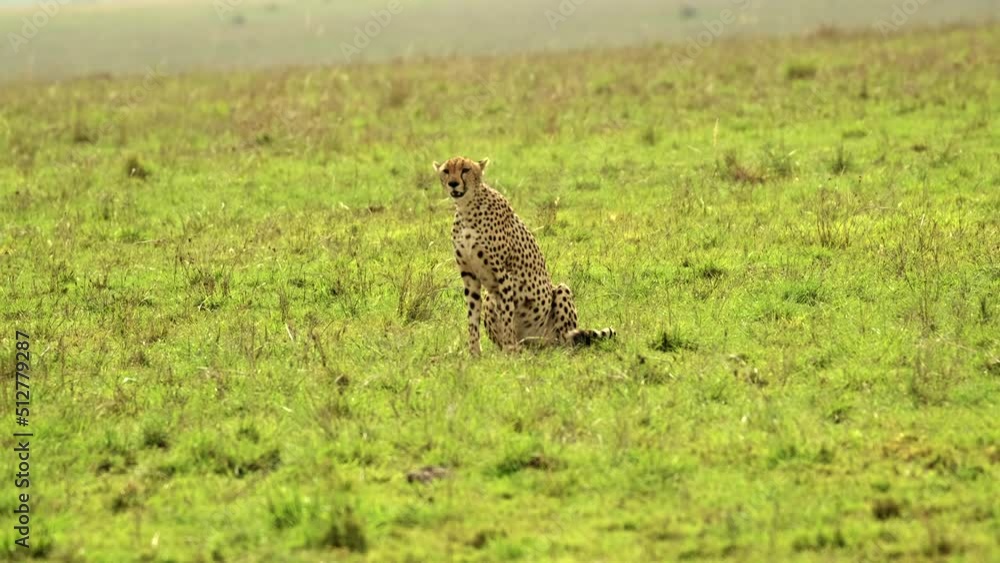 A vigilant cheetah sits on the grass in a field in the African wild in the Serengeti National Park, Tanzania A vigilant cheetah sits on the grass in a field in the African wild in the Serengeti National Park, Tanzania
