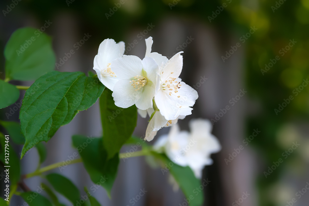 Obraz premium Close-up of jasmine flowers. White fragrant blooming jasmine in the garden. Natural floral background. Selective focus.