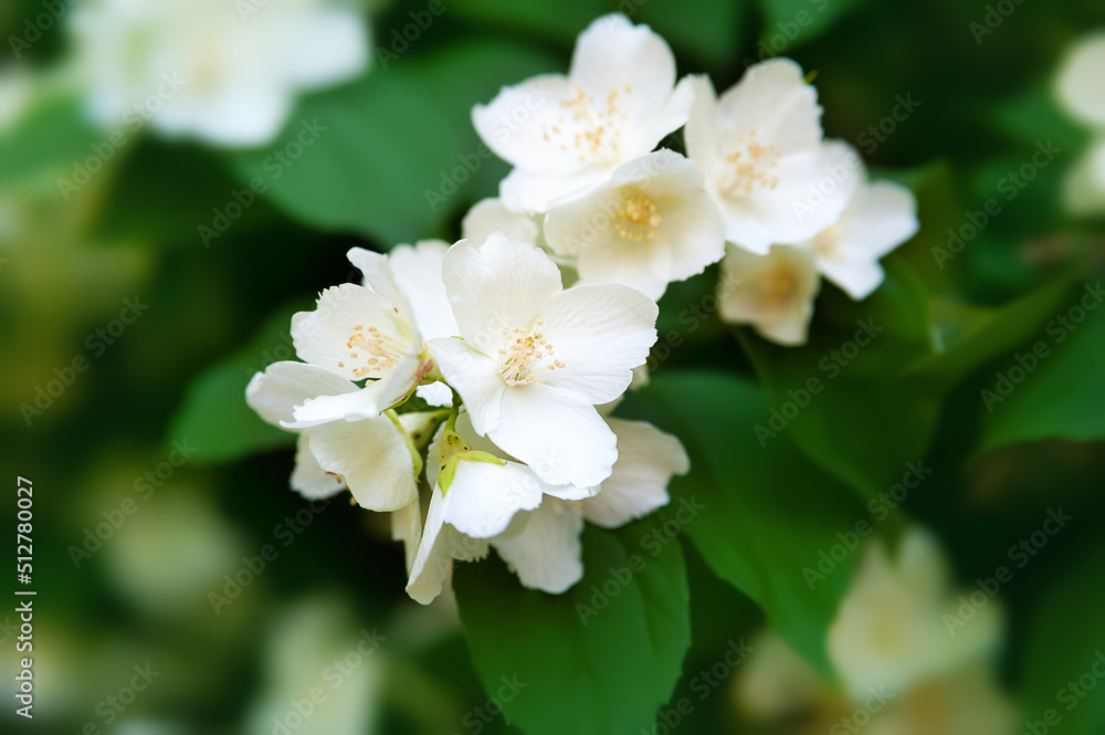 Jasmine flowers. White fragrant flowering jasmine in a garden. Natural background.  Close-up image.
