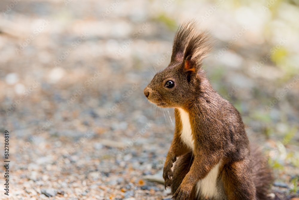 Red squirrel (Sciurus vulgaris) in the woods of Arosa, Graubünden Red squirrel (Sciurus vulgaris) in the woods of Arosa, Graubünden