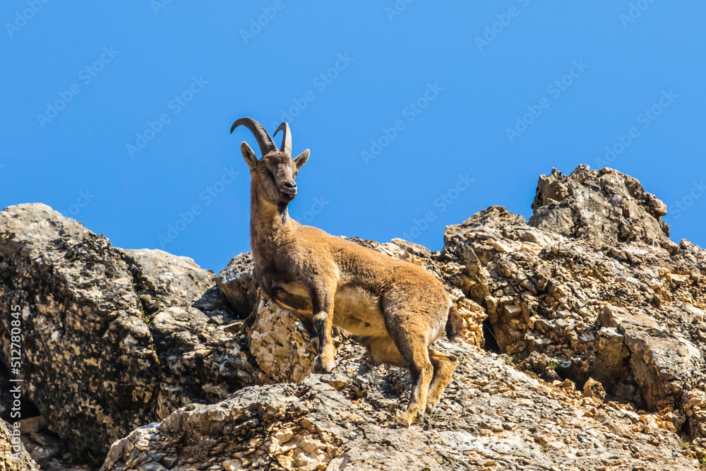 Wild goats (Capra aegagrus) live in rocky mountains covered with caves and grasses at 1500 meters high rocky places. This photograph was taken in the Elazıg City o Turkey. Wild goats (Capra aegagrus) live in rocky mountains covered with caves and grasses at 1500 meters high rocky places. This photograph was taken in the Elazıg City o Turkey.