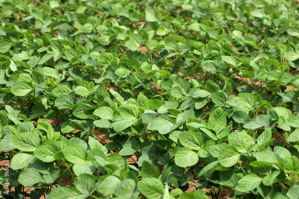 Green soybean seedlings grown in farmer's fields. Agricultural image photography. 青々と育つ枝豆(茶豆・大豆)の苗が整然と植え付けられている畑の写真。 Green soybean seedlings grown in farmer's fields. Agricultural image photography. 青々と育つ枝豆(茶豆・大豆)の苗が整然と植え付けられている畑の写真。