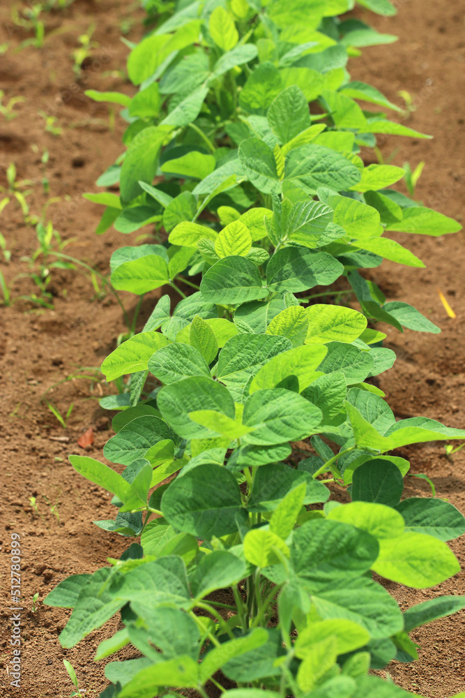 Green soybean seedlings grown in farmer's fields. Agricultural image photography. 青々と育つ枝豆(茶豆・大豆)の苗が畑の畝に整然と植え付けられている写真。 Green soybean seedlings grown in farmer's fields. Agricultural image photography. 青々と育つ枝豆(茶豆・大豆)の苗が畑の畝に整然と植え付けられている写真。