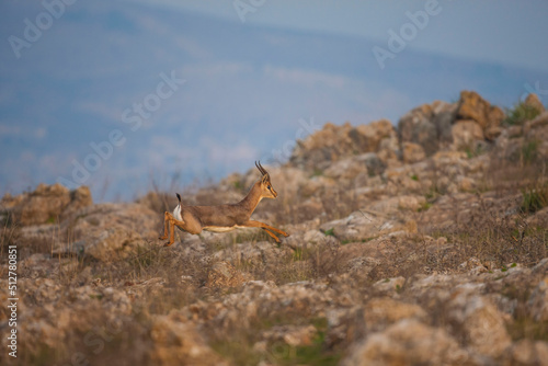 Mountain Gazelle (Gazella gazella ) lives in the mountainous part of Hatay province in Turkey. photo