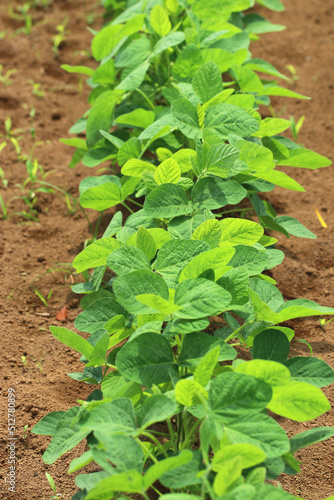 Green soybean seedlings grown in farmer's fields. Agricultural image photography. 青々と育つ枝豆（茶豆・大豆）の苗が畑の畝に整然と植え付けられている写真。