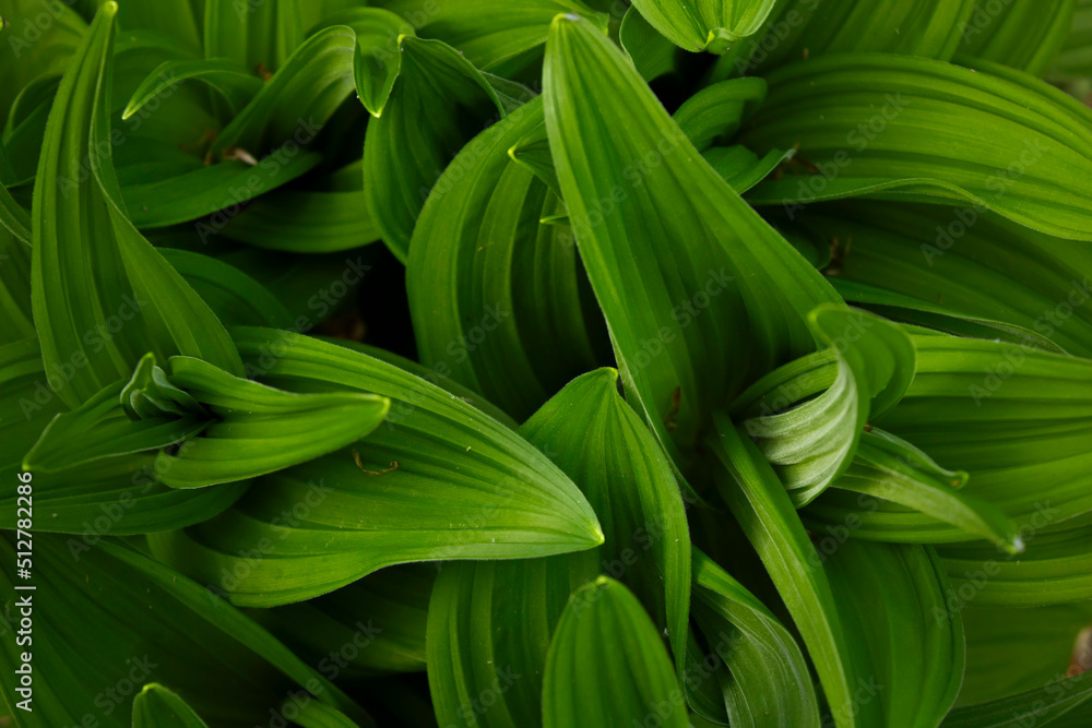 Fototapeta premium Green grass foliage close up. Sharp edges intertwine.