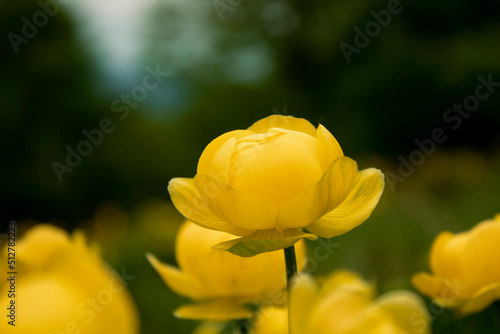 Yellow petaled flower on a stem with a blurred background.