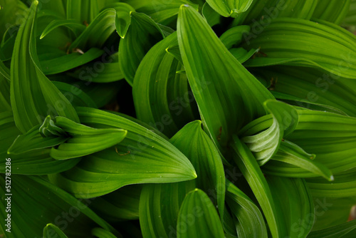Green grass foliage close up. Sharp edges intertwine.