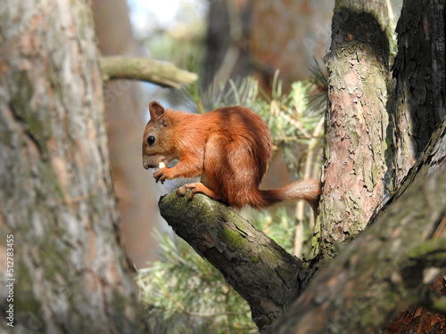Red squirrel sits on a tree branch and gnaws cookies
