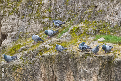 Many Rock Dove (Columba livia) nest in the fairy water crevices between Elazig and Tunceli.