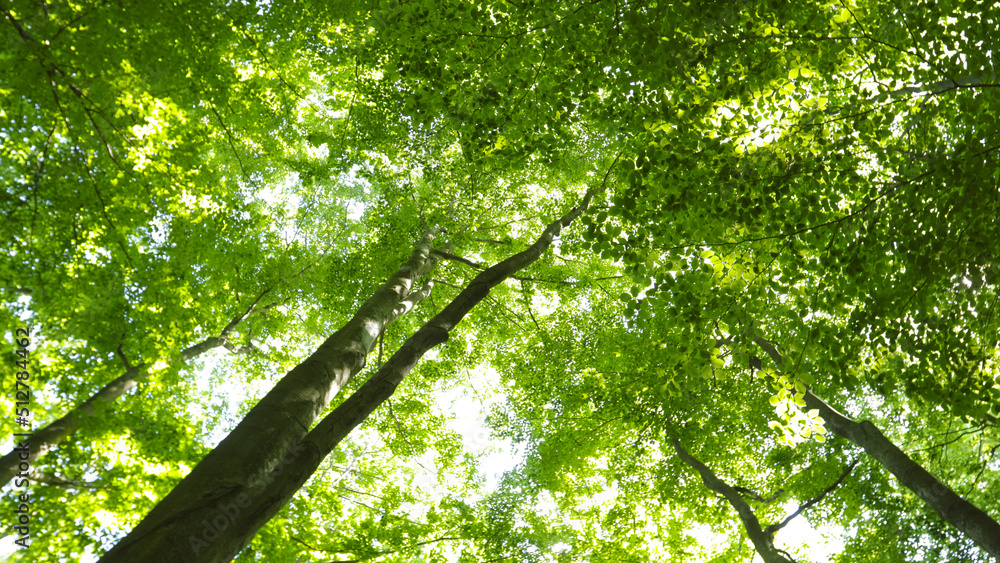 Fototapeta premium Spring beech trees during sunny day, down top view