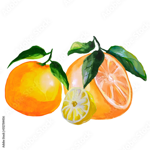 orange fruit with leaves, tangerine and lemon slice, citrus fruits illustration