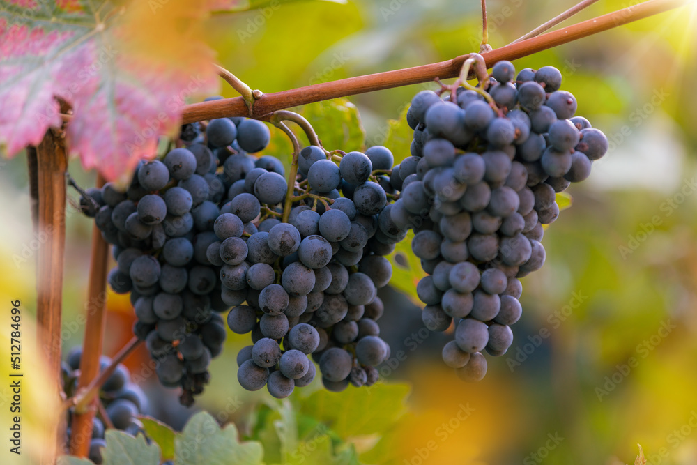Red grapes (vitis vinifera) ready to be harvested.