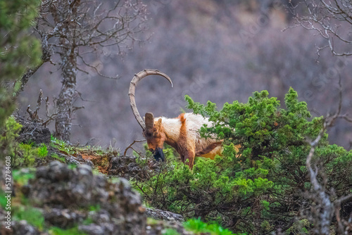 Wild goats (Capra aegagrus) live in rocky mountains covered with caves and grasses at 1500 meters high rocky places. This photograph was taken in the Elazıg City o Turkey. photo