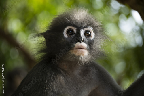 Singes    lunettes ou langurs obscurus  dusky leaf monkey  dans leur habitat naturel  for  t tropicale   certains avec leur petit 