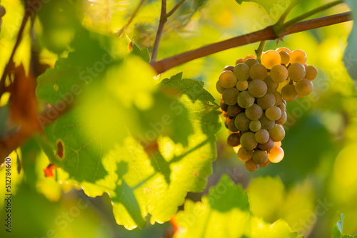 White grapes (vitis vinifer...