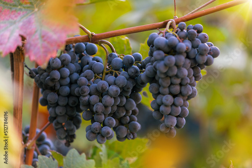 Red grapes (vitis vinifera)...