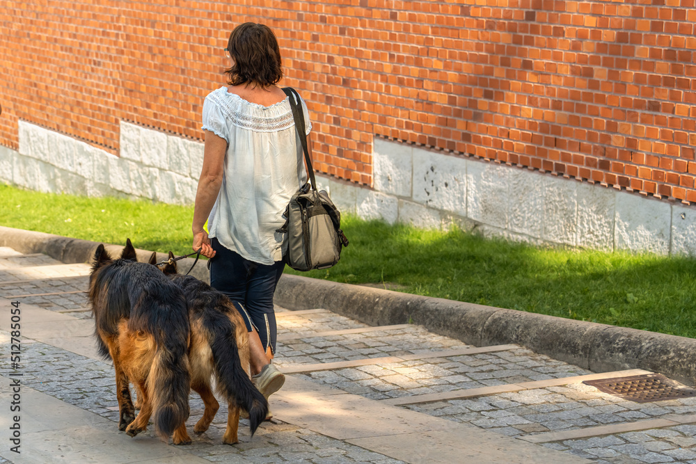 A professional dog walker with a travel bag on his shoulder. Young woman with two dogs outdoors on a sunny day. Fitness girl in a white blouse walks two German shepherds on a leash
