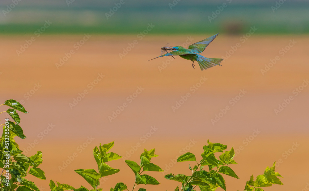 Blue-cheeked Bee-eater (Merops) from Africa to breed in the summer comes to Turkey's Sanliurfa. In autumn he returns to Africa.