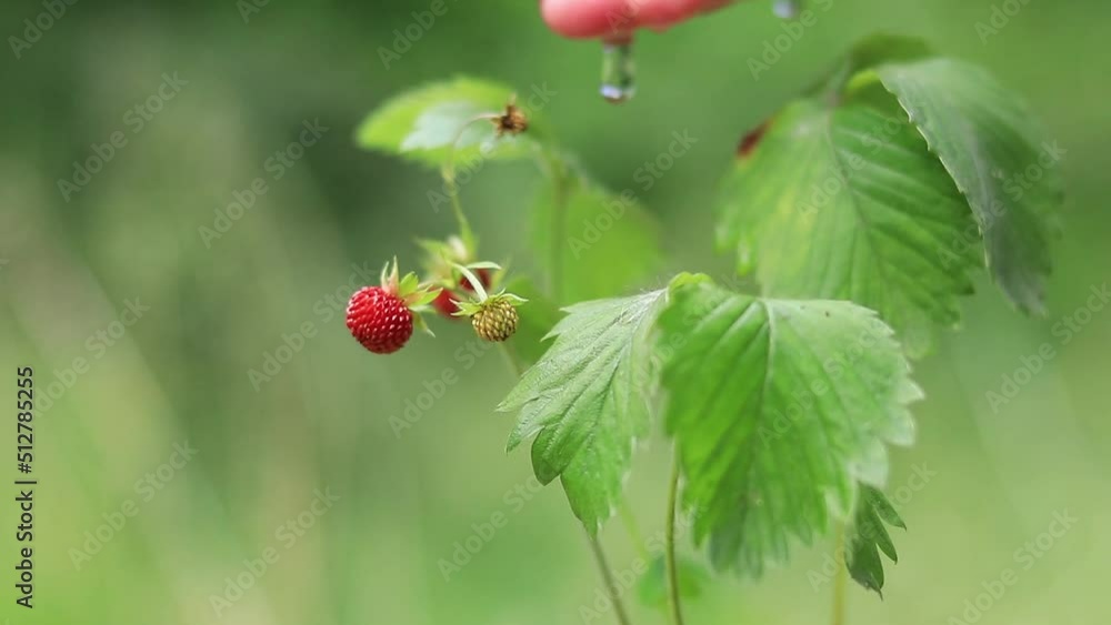 Strawberry sprout close-up. Carry water in hands for a young plant in the ground, growing a green little sprout in the garden. Grow berries Strawberry sprout close-up. Carry water in hands for a young plant in the ground, growing a green little sprout in the garden. Grow berries