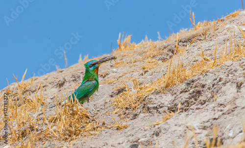 Blue-cheeked Bee-eater (Merops) from Africa to breed in the summer comes to Turkey's Sanliurfa. In autumn he returns to Africa. photo