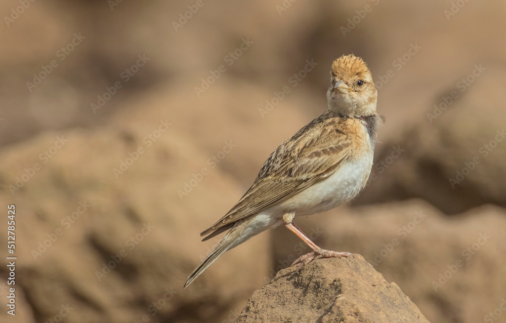 Greater Short-toed Lark (Calandrella brachydactyla) lives in places where the steppe dominates. A beautiful singing bird. Greater Short-toed Lark (Calandrella brachydactyla) lives in places where the steppe dominates. A beautiful singing bird.