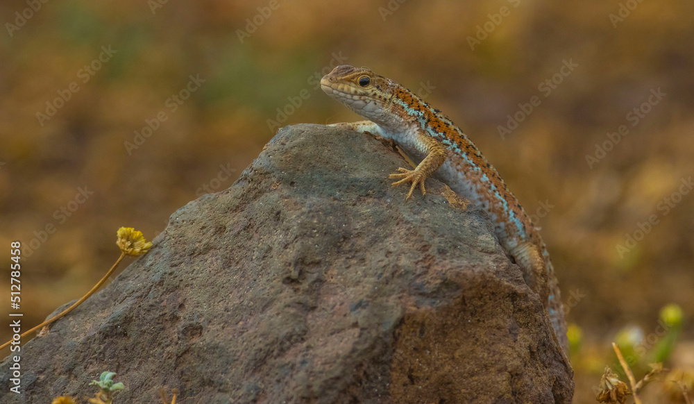 Obraz premium Anatolia lizard (Apathya cappadosica) Iran, Iraq, Syria, and is a lizard species endemic to Turkey.