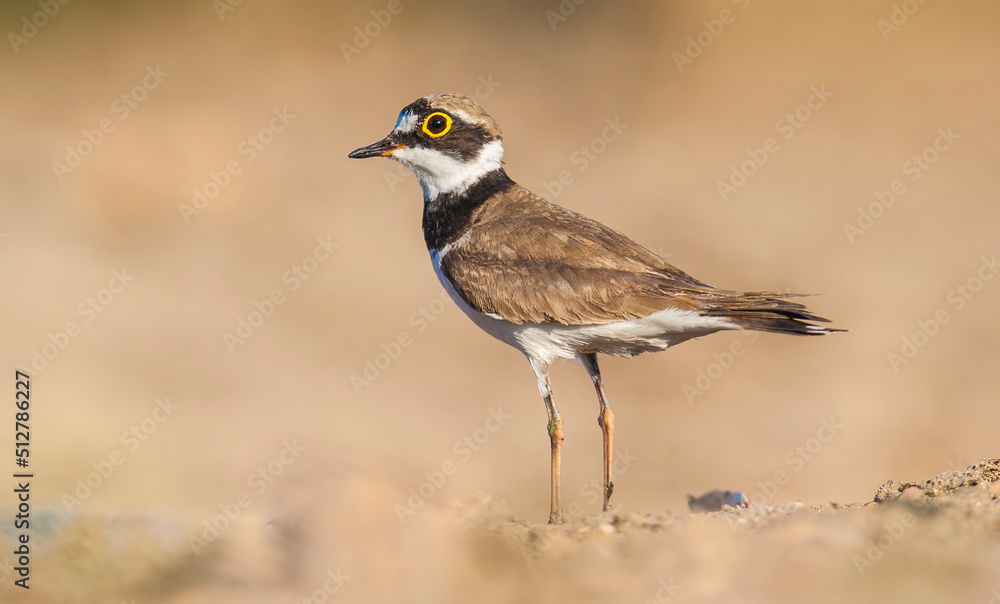 Little Ringed Plover (Charadrius dubius) is one of the most worm-eating birds in wetlands Little Ringed Plover (Charadrius dubius) is one of the most worm-eating birds in wetlands