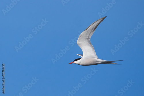 Die Flussseeschwalbe (Sterna hirundo)