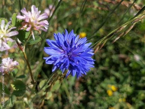 flower in the field