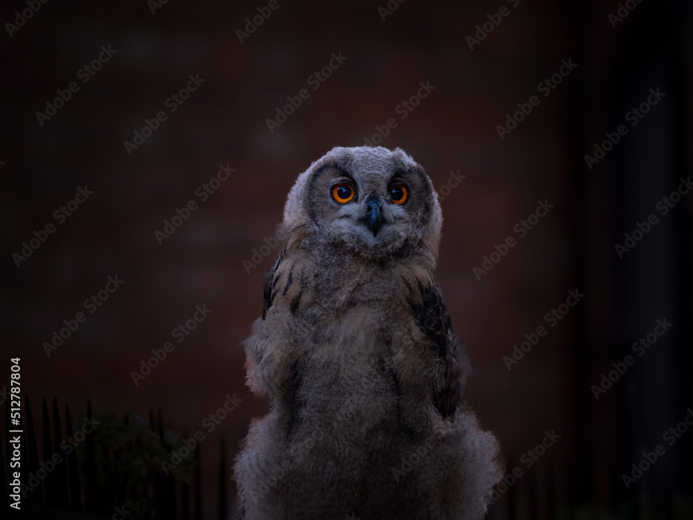 Eagle owl Eagle owl