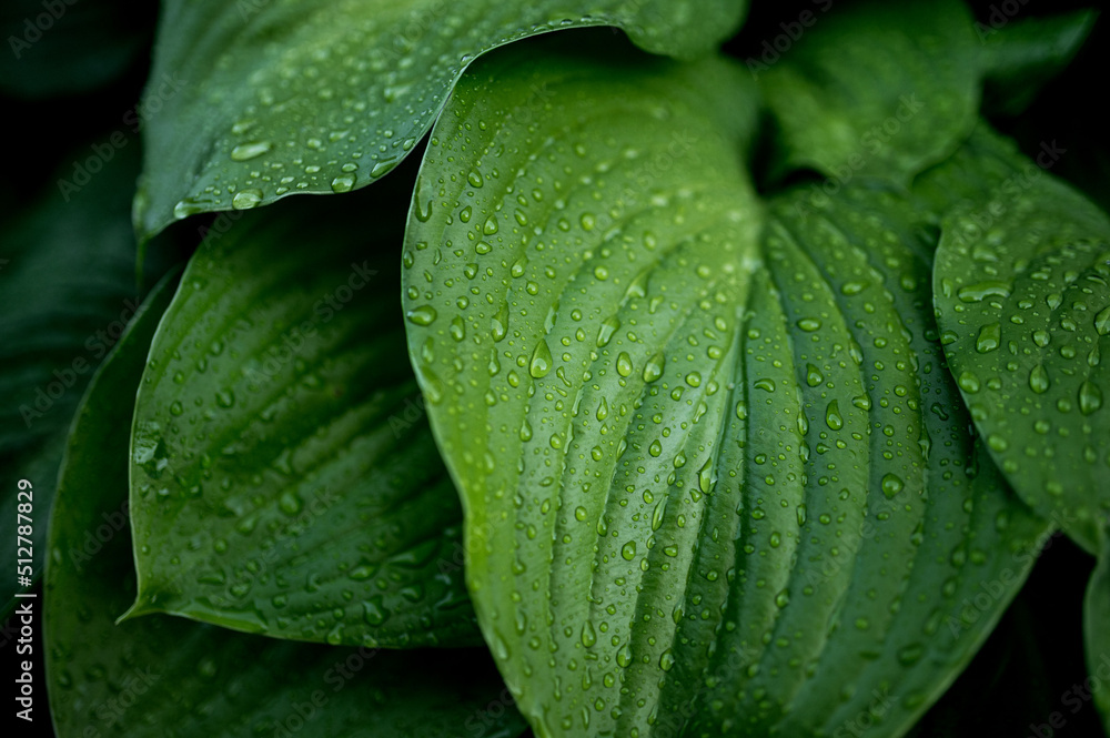 Obraz premium fresh green plant nature background