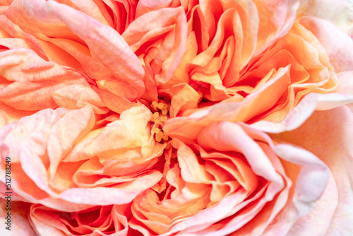 Flower pink color close-up