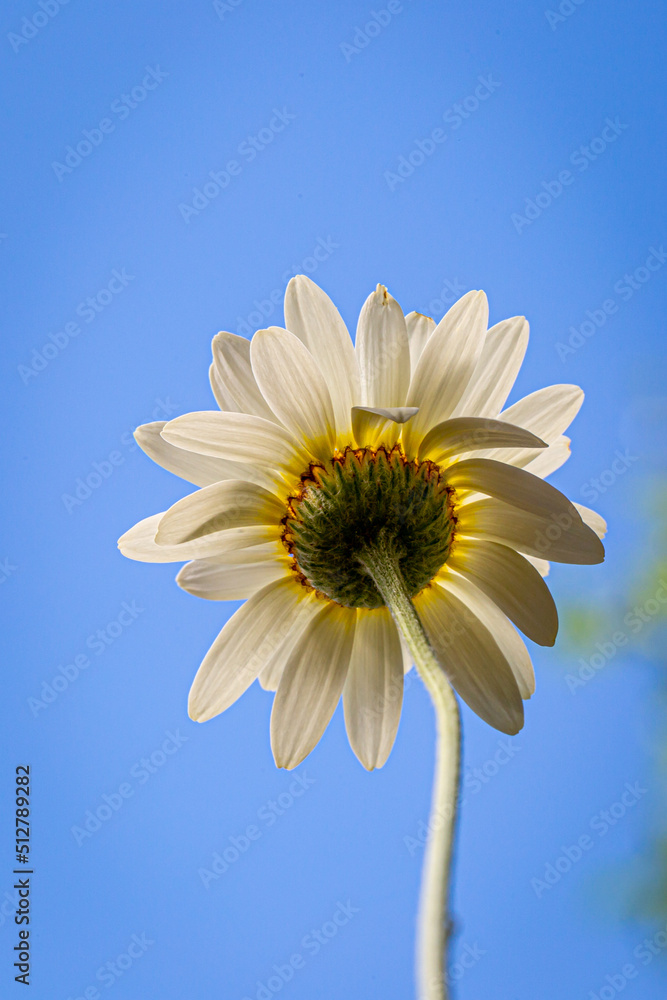 Pretty anthemis tinctoria flowers, known as Dyer's chamomile, in the summer sunshine Pretty anthemis tinctoria flowers, known as Dyer's chamomile, in the summer sunshine