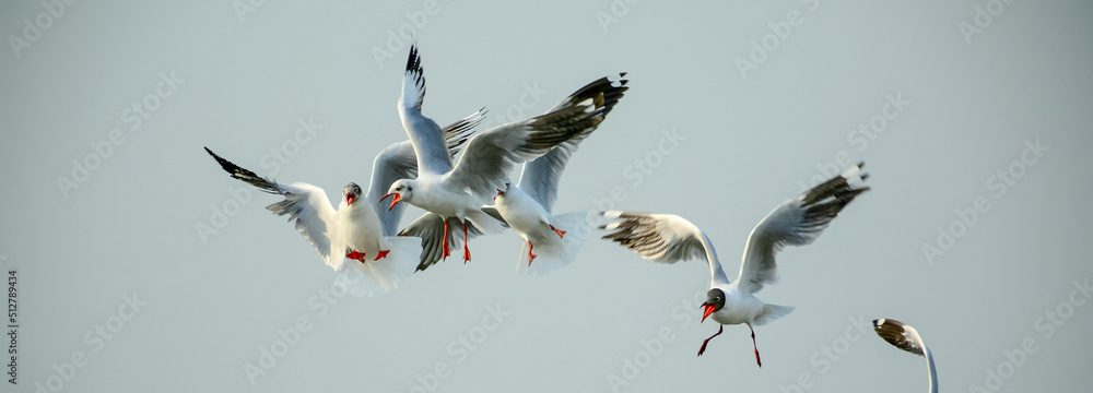 Obraz premium bird in flight