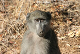 Chacma baboon in the morning sun, Kruger National Park, South Africa