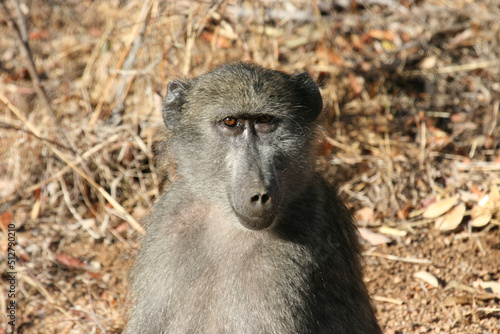 Chacma baboon in the morning sun, Kruger National Park, South Africa